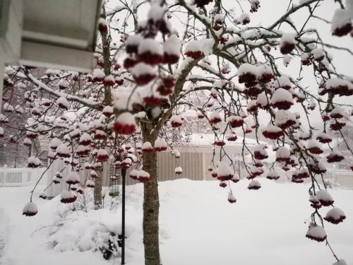 a tree covered in snow next to a house at Talvitaival Apartments in Varkaus