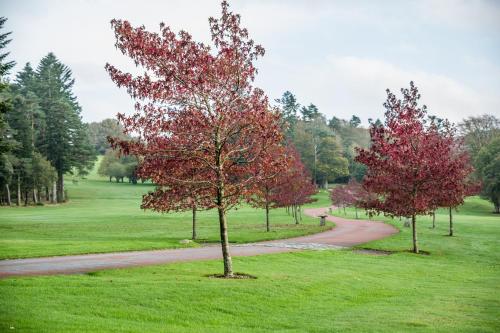 a group of trees in a park with a dirt road at Bovey Castle in Moretonhampstead