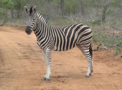 a zebra standing on a dirt road at Woodpecker Lodge B&B in Hoedspruit