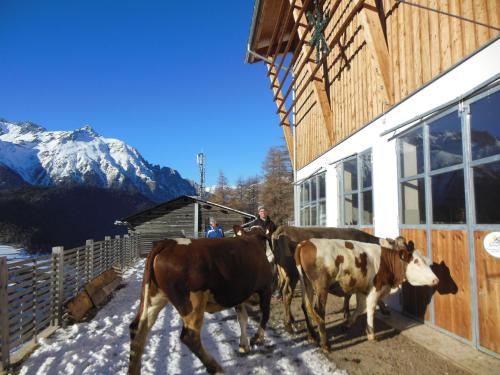 two cows standing outside of a building in the snow at Haus Brigitte in Nauders