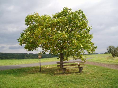 a park bench under a tree next to a road at EIFELCOTTAGE Family 7 in Ulmen