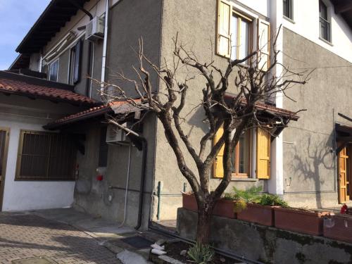 a tree in the corner of a house at B & B Da Giusy in Corte Franca
