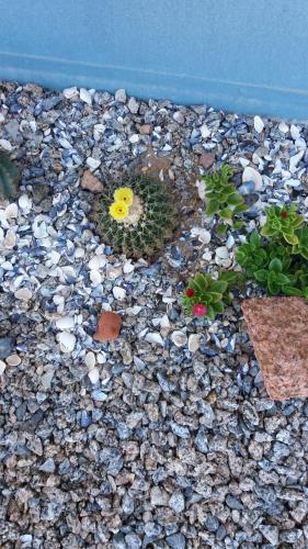 a rock garden with a flower and plants on it at Aroma de mar casas en alquiler vacacional con hermosa piscina in Sauce de Portezuelo