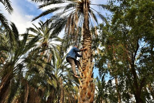 a man is climbing up a palm tree at Dar Ezzahra in Tozeur