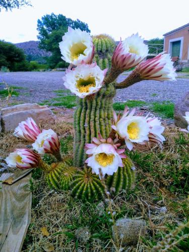El Churqui – Photos 5