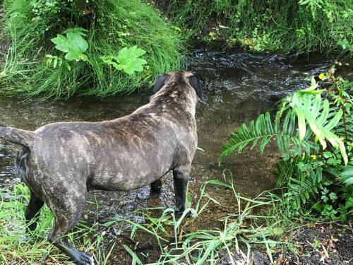 a dog standing in the grass next to a stream at Martina Bungalows in Ensenada