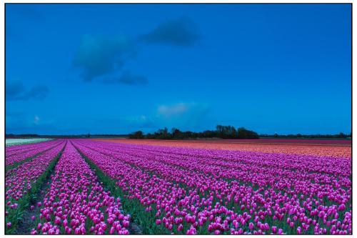 ein Feld rosa Tulpen auf einem Feld in der Unterkunft Perfect Stay Holiday, Sea View in Egmond aan Zee
