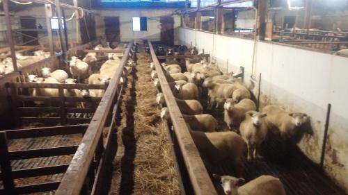 a herd of sheep in a pen in a barn at Miðjanes Reykhólahrepp in Reykhólar