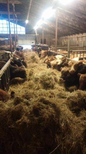 a group of cows laying in hay in a barn at Miðjanes Reykhólahrepp in Reykhólar