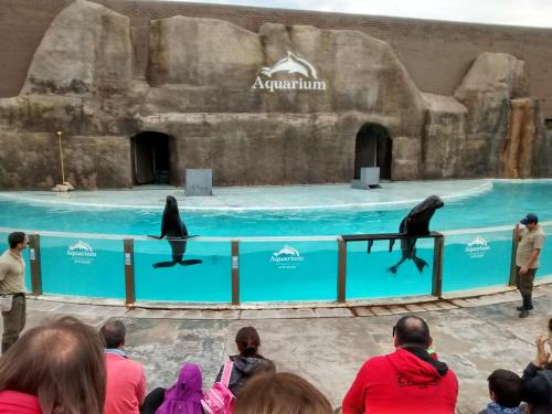 una multitud mirando una exposición en un zoológico en Cabañas Puerto Surf en Mar del Plata