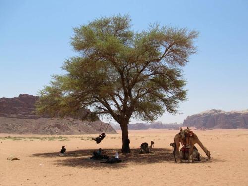 a camel sitting under a tree in the desert at Climbers House in Wadi Rum in Wadi Rum