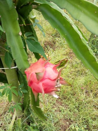 Giardino di Adventure Turtle Homestay Meru Betiri