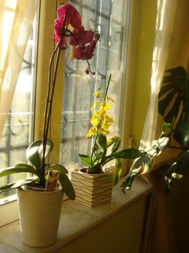 three potted plants sitting on a window sill at La Mia Casa per Tutti in Cerveteri