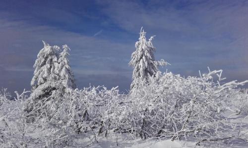two trees covered in snow with a sky in the background at Studio des Musiciens - quartier Orangerie in Strasbourg