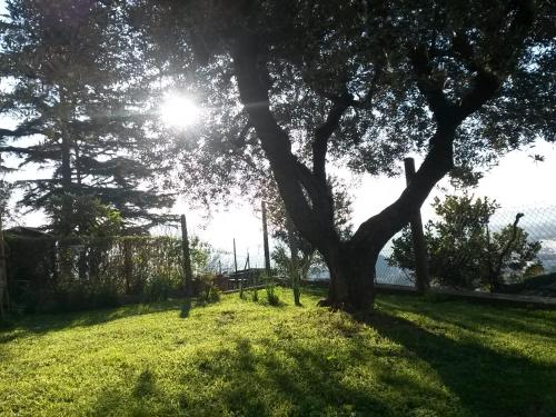 a tree in a field with the sun behind it at A1 Girasole B&B in Castelnuovo di Porto
