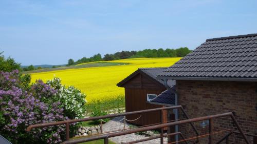 a house with a yellow rapeseed field in the background at Vogelhaus Gobbin in Lancken-Granitz