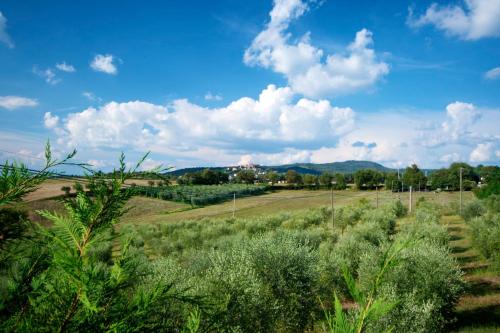 a field with plants and a blue sky with clouds at Casa Rondini in Montegabbione