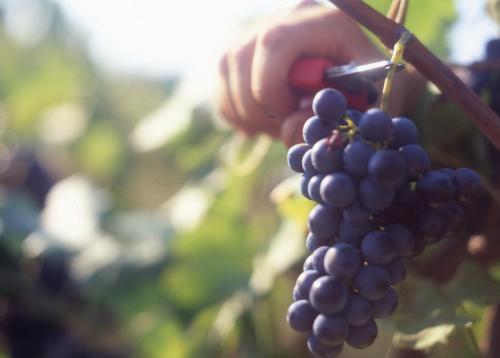 a person is holding a bunch of grapes at Casa Rondini in Montegabbione