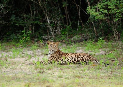 a leopard laying in the grass in a field at The Backwaters Lodge in Wilpattu