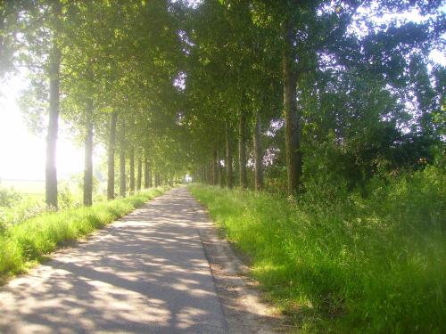a dirt road with trees on either side at krabbenkreek 2 in Sint Annaland