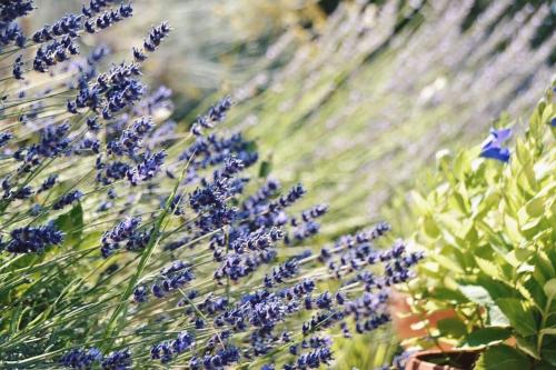 Κήπος έξω από το B&B Lavanda e Rosmarino