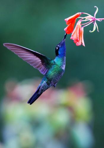 a hummingbird is feeding from a flower at Tropical Paradise Bungalows in Pital