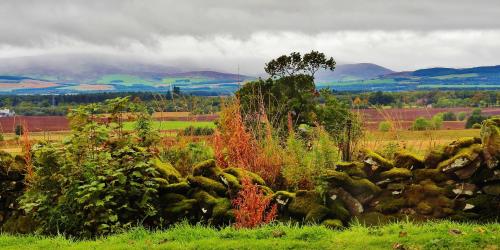 a field with a pile of rocks and plants at Rowanlea Lodge With Hot Tub in Marykirk