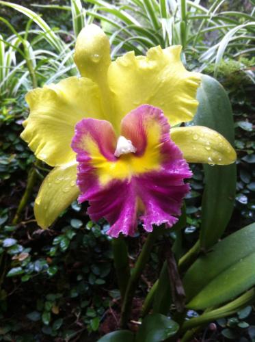 a yellow and purple flower with droplets of water on it at Casa Fazenda Inglesa Petrópolis RJ in Petrópolis