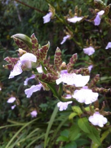 a group of purple and white flowers on a plant at Casa Fazenda Inglesa Petrópolis RJ in Petrópolis