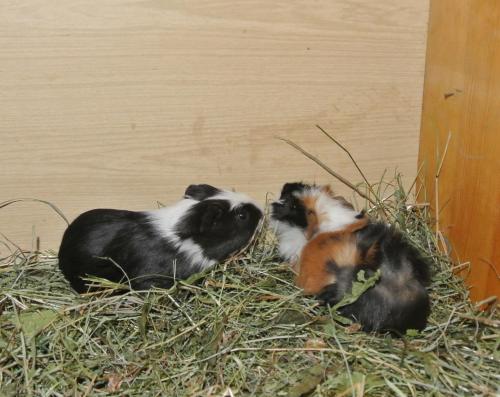 Tiere in der Ferienwohnung oder in der Nähe