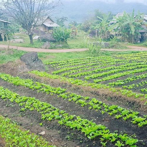 a field of crops with a farm in the background at Namkat Yorla Pa Resort in Ban Kat