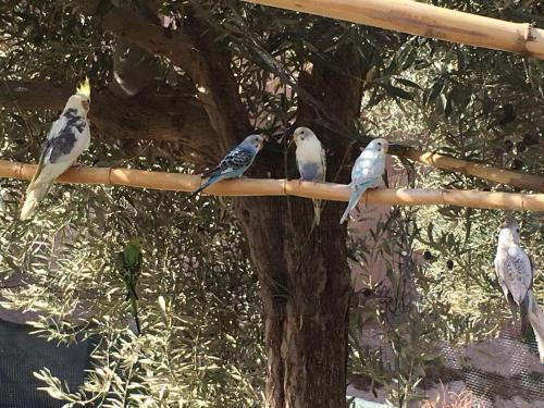 a group of birds sitting on a bamboo pole at Escale Rando Taliouine in Taliouine