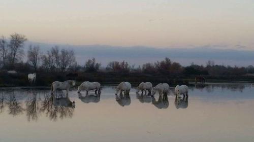 a group of horses walking in the water at Le Mas d'Icard in Saintes-Maries-de-la-Mer