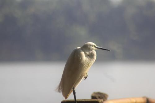 Animales en el resort o alrededores