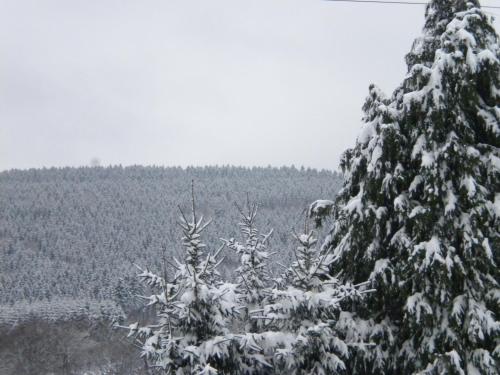 a snow covered tree with a forest in the background at B&B Caprice d'Epices in Francorchamps