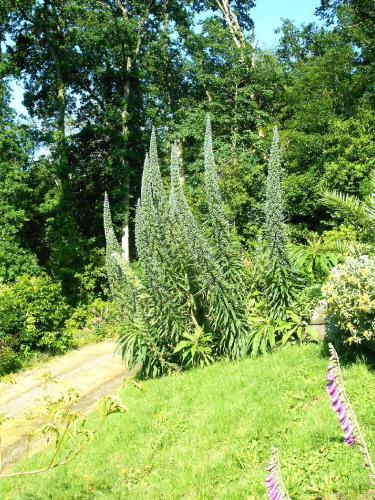 a group of plants in a yard with a dirt road at Gîte La Bertichère in Saint-Jean-le-Thomas