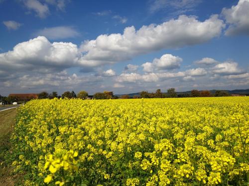 ein Feld gelber Blumen an der Straßenseite in der Unterkunft Longmen Mountain Villa in Egloffstein