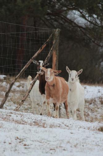 a group of goats running behind a fence in the snow at Country house - Slapy/Pazderny in Žďár