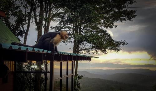 a monkey sitting on the top of a building at Hotel Flor de Bromelia in Monteverde Costa Rica