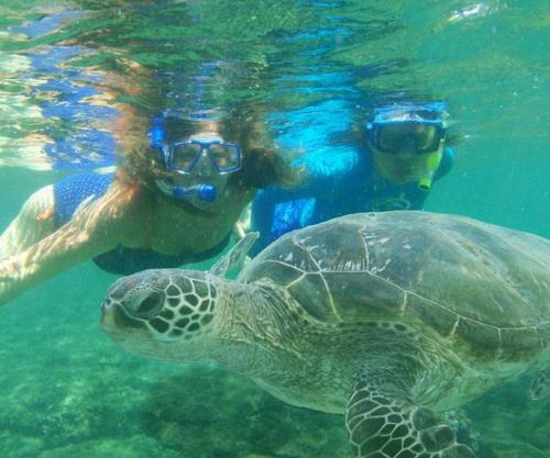 a green sea turtle and two people in the water at Beautiful Guest House Kailua Beach in Kailua