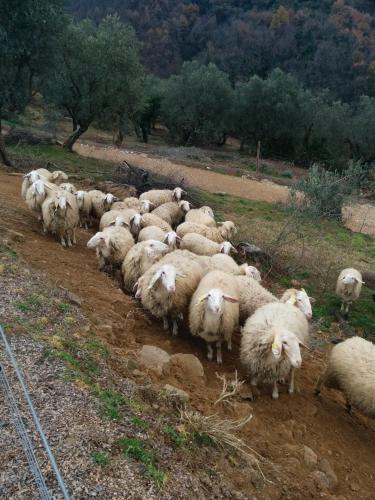 a herd of sheep walking down a dirt road at La Dispensa-bio agriturismo in Lamporecchio