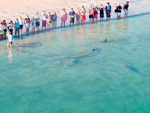 a group of people watching two dolphins in the water at RAC Monkey Mia Dolphin Resort in Monkey Mia