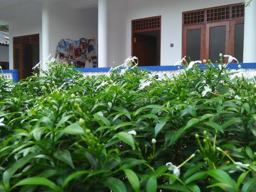 a group of green plants in front of a building at Charith Home Stay in Tangalle