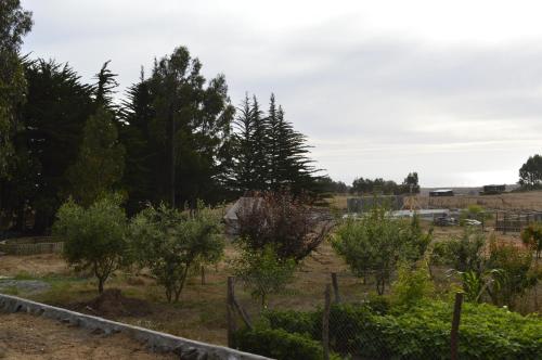 a garden with trees and bushes in a field at Hecmar 2 in Pichilemu