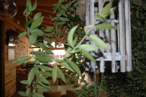a green plant is growing on a wall at Olive Tree in Sarandë