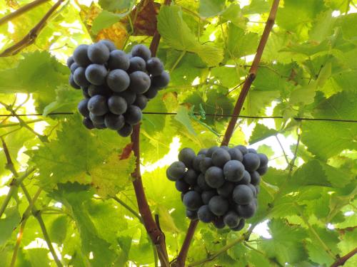 a bunch of grapes hanging from a tree at Family Apartment Bacchus in Marlengo