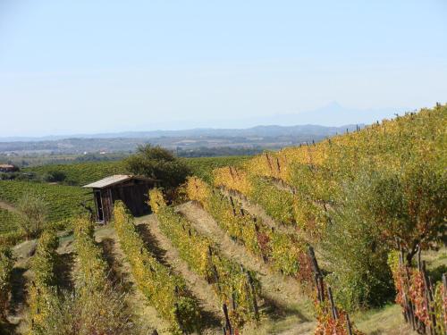 a vineyard in the middle of a field at Agriturismo Cascina degli Ulivi in Novi Ligure