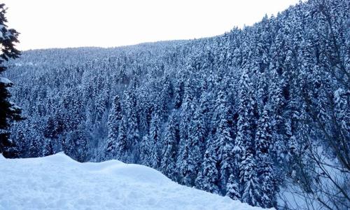 a mountain covered in snow with trees at Kedra Village in Kédra