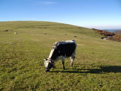 a black and white cow grazing in a grassy field at Camping Base de Loisirs du Lac de la Moselotte in Saulxures-sur-Moselotte