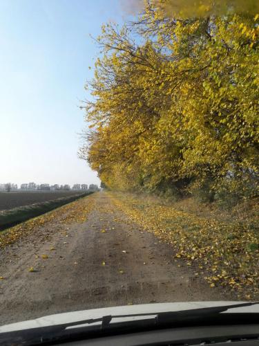a dirt road with trees on the side of it at Casale la Decima in Budrio